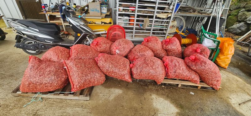 슬로푸드 쪽파 여왕님의 장터 판매 상품 [쪽파종구 종자 예천재래종] 첨부 사진