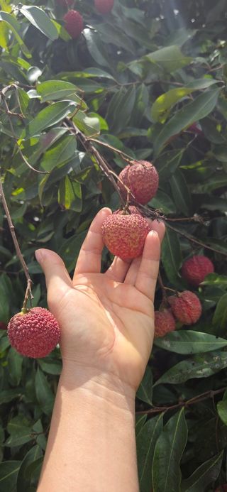 다디단 망고 농장님의 자유주제 · 자유게시판 작성글 사진