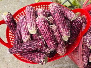 장관덕님의 자유주제 · 자유게시판 작성글 사진