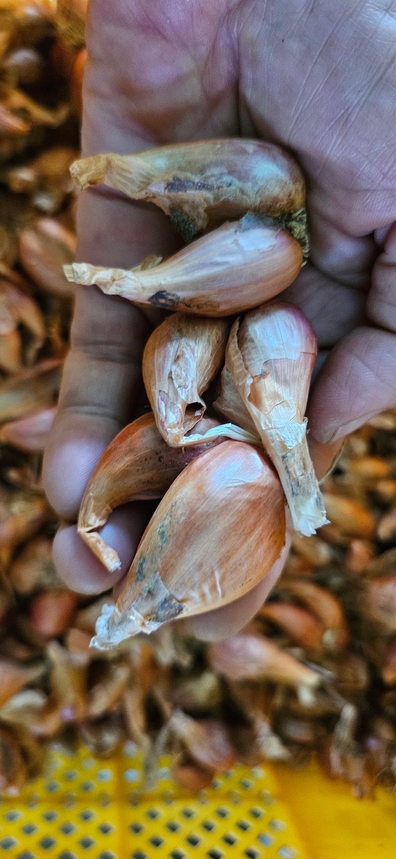 슬로푸드 쪽파 여왕님의 장터 판매 상품 [쪽파종구 종자 예천재래종] 첨부 사진