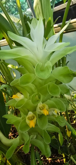 진촌다육묘목농원님의 농사, 무엇이든 물어보세요! · 참여글 작성글 사진