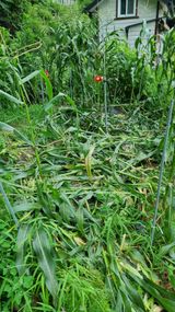 팜모닝 자유주제·자유게시판 게시글 이미지