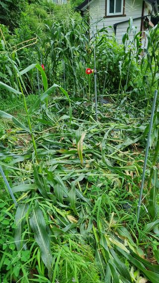 두원리 산막골농부님의 자유주제 · 자유게시판 작성글 사진