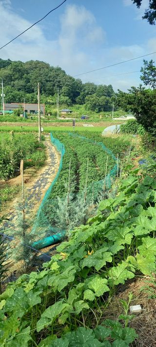 김대현(청솔)님의 자유주제 · 자유게시판 작성글 사진