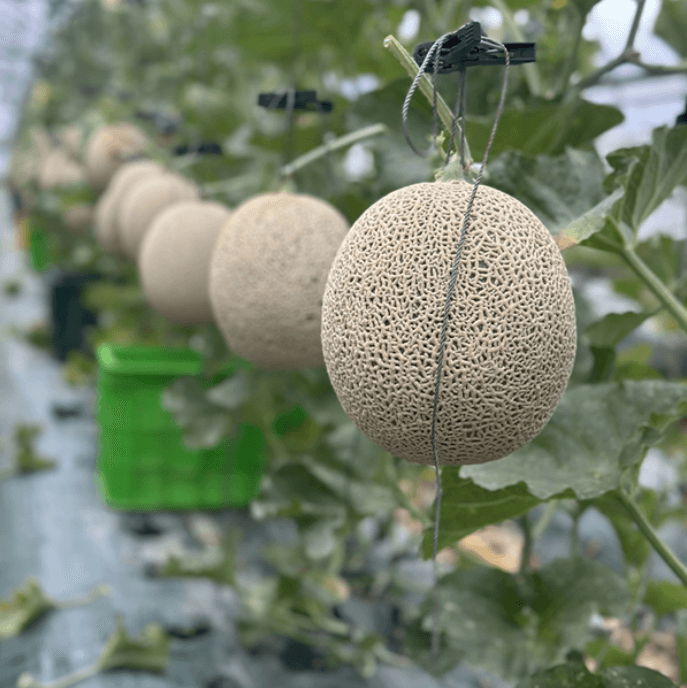 장터 상품 [(특가)국내산 머스크메론] 썸네일