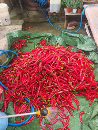 옥천서화농님의 자유주제 · 자유게시판 작성글 사진