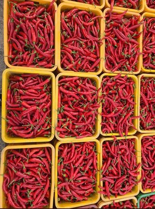 대산농사대장님의 고추 · 비료•농약 작성글 사진