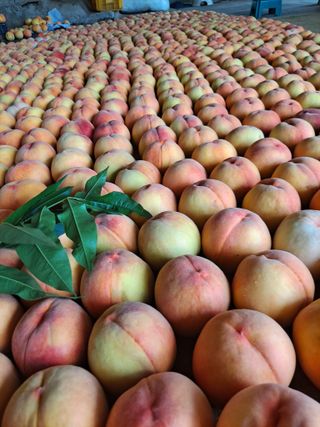 딱딱이~~님의 자유주제 · 자유게시판 작성글 사진