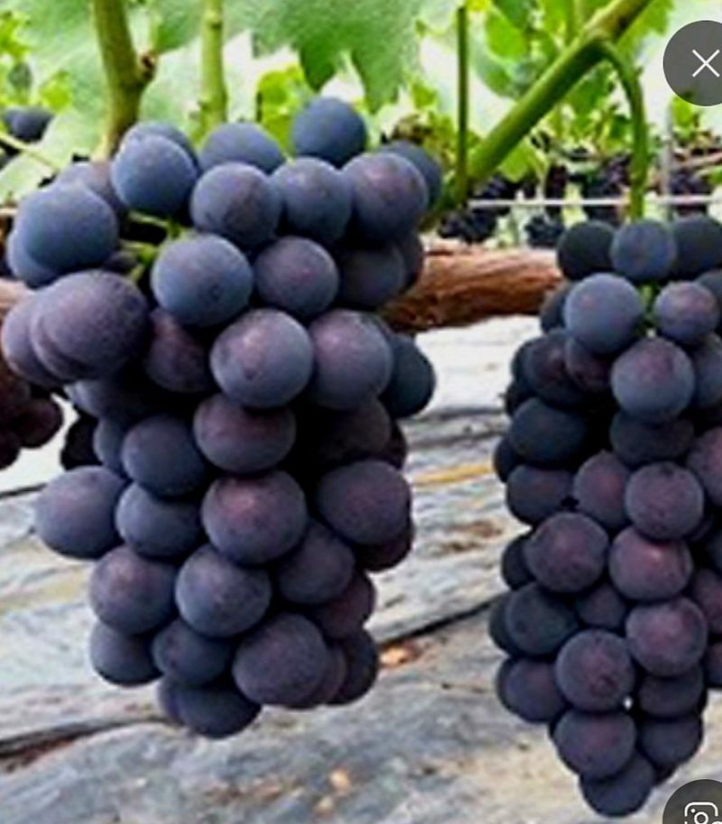 거봉777님의 장터 판매 상품 [포도 자옥 4kg] 첨부 사진