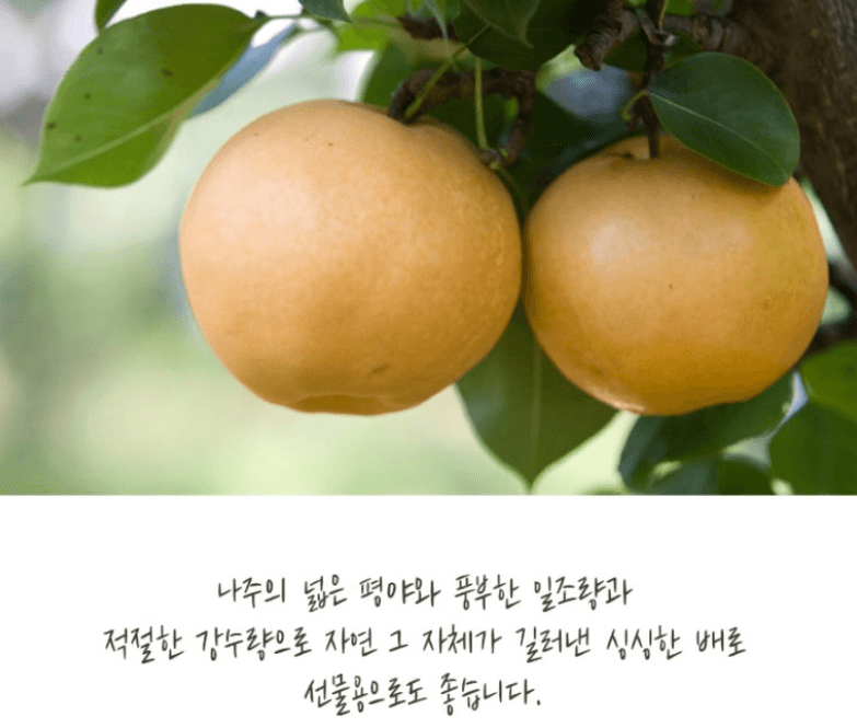 스피드번님의 장터 판매 상품 [나주 배(원황)] 첨부 사진