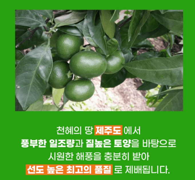 스피드번님의 장터 판매 상품 [제주 풋귤(청귤)] 첨부 사진