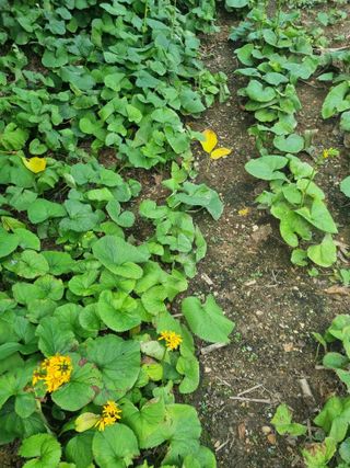 김용대님의 자유주제 · 자유게시판 작성글 사진