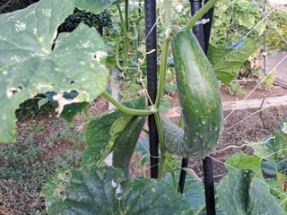 울금박사/빈덕열목사님의 자유주제 · 자유게시판 작성글 사진