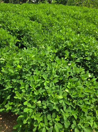 고집불통농장님의 자유주제 · 자유게시판 작성글 사진