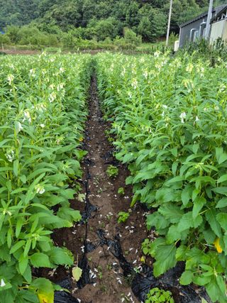 농부님.모두.모두힘님의 작성글 사진