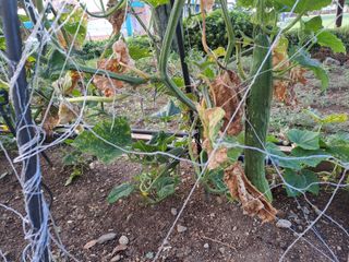 울금박사/빈덕열목사님의 자유주제 · 자유게시판 작성글 사진