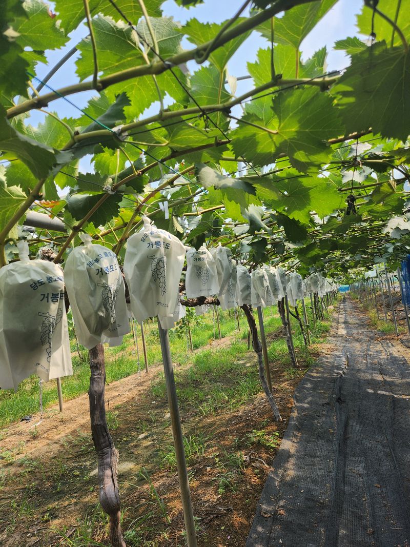 장터 상품 [포도 자옥 4kg] 썸네일