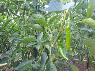 울금박사/빈덕열목사님의 자유주제 · 자유게시판 작성글 사진