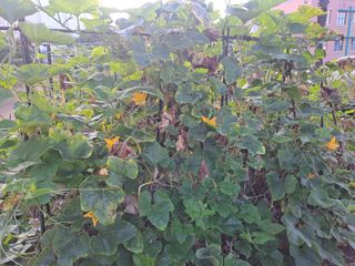 울금박사/빈덕열목사님의 자유주제 · 자유게시판 작성글 사진