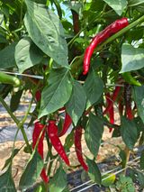 팜모닝 자유주제·자유게시판 게시글 이미지