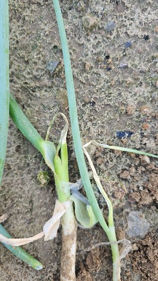 김은아님의 농사, 무엇이든 물어보세요! · 참여글 작성글 사진