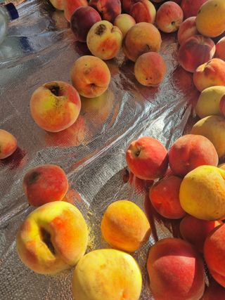 김용대님의 자유주제 · 자유게시판 작성글 사진