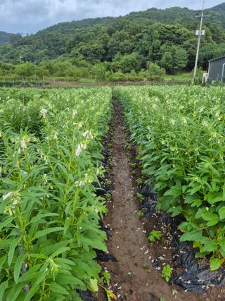 농부님.모두.모두힘님의 작성글 사진