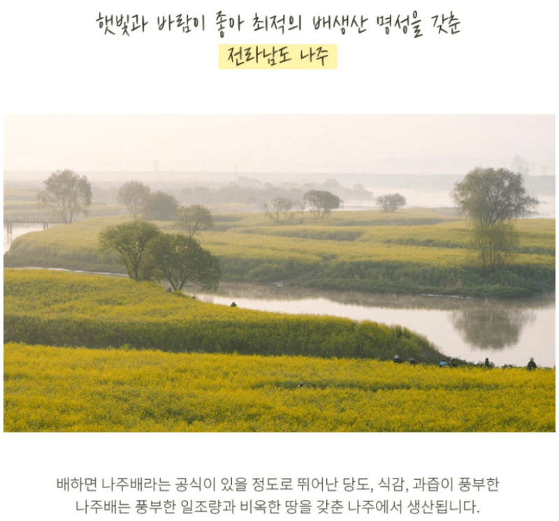 스피드번님의 장터 판매 상품 [나주 배(원황)] 첨부 사진