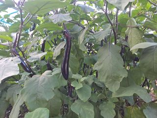 울금박사/빈덕열목사님의 자유주제 · 자유게시판 작성글 사진