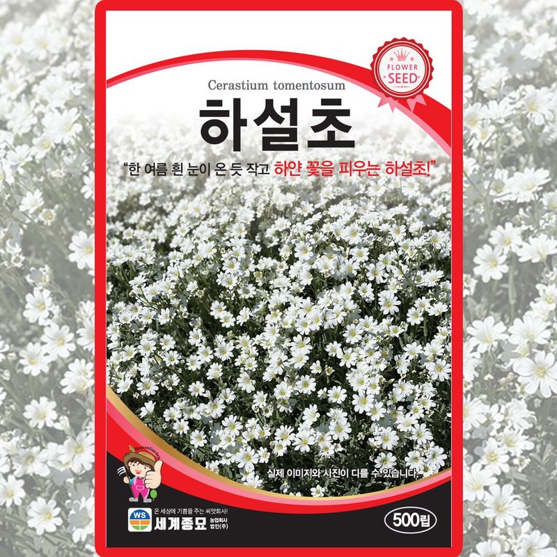 장터 상품 [하설초 씨앗 500립 종자 5봉 구매시+랜덤씨앗 1개 증정] 썸네일