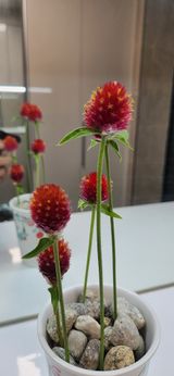 팜모닝 자유주제·자유게시판 게시글 이미지