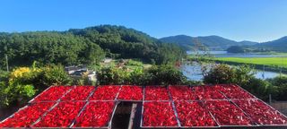 초산 최학인님의 작성글 사진