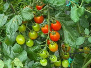 안길원님의 자유주제 · 자유게시판 작성글 사진