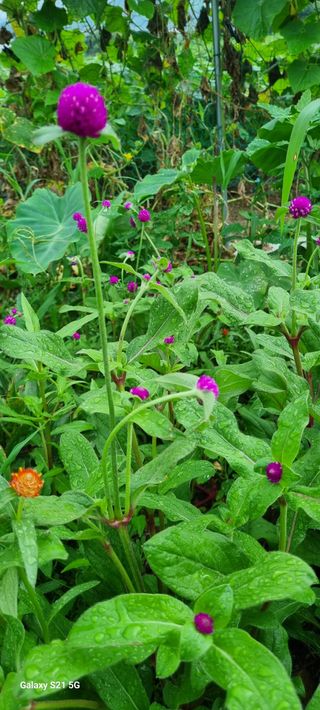 전순옥님의 자유주제 · 자유게시판 작성글 사진