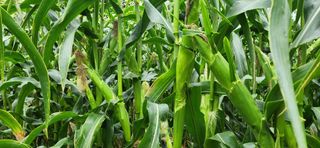 박종혁 님의 자유주제 · 자유게시판 작성글 사진