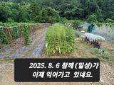 팜모닝 자유주제·자유게시판 게시글 이미지