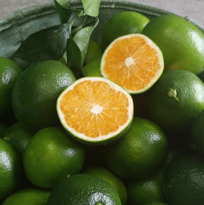 장터 상품 [제주 풋귤(청귤)] 썸네일