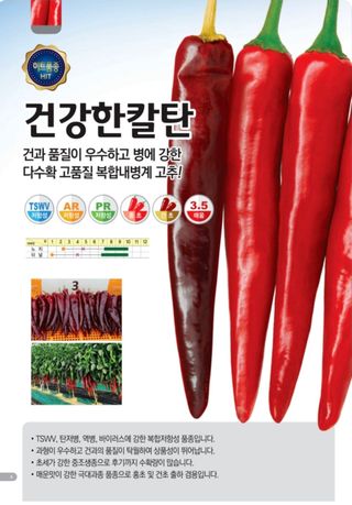 대산농사대장님의 고추 · 품종•종자 작성글 사진