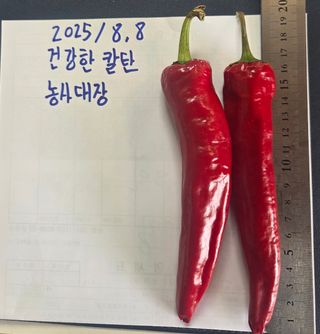 대산농사대장님의 고추 · 품종•종자 작성글 사진