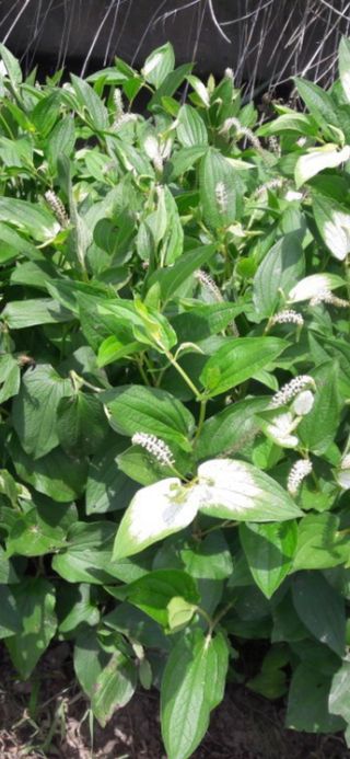 치기석님의 자유주제 · 자유게시판 작성글 사진