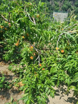 김용대님의 자유주제 · 자유게시판 작성글 사진