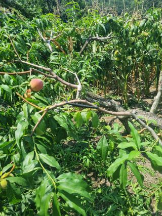 김용대님의 자유주제 · 자유게시판 작성글 사진