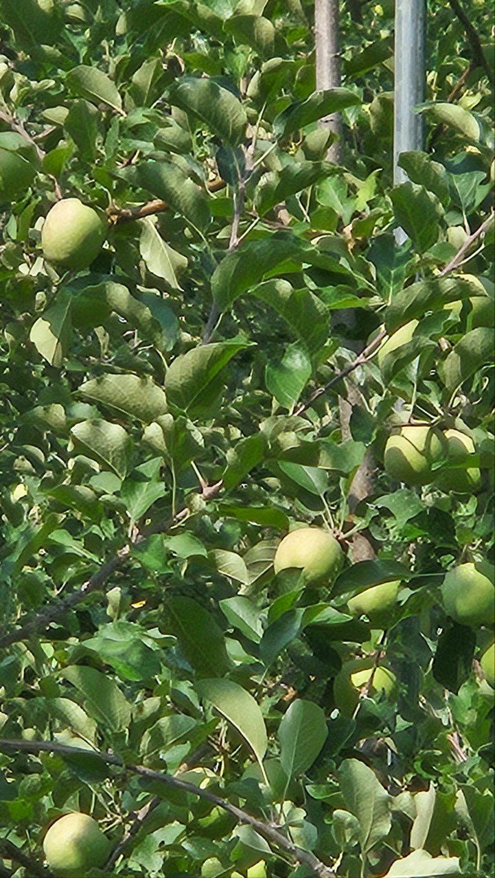 김둘점님의 장터 판매 상품 [미르퀸10L] 첨부 사진