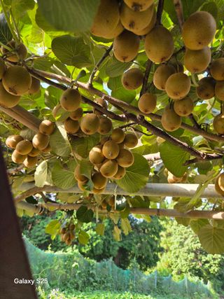 이세순님의 자유주제 · 자유게시판 작성글 사진