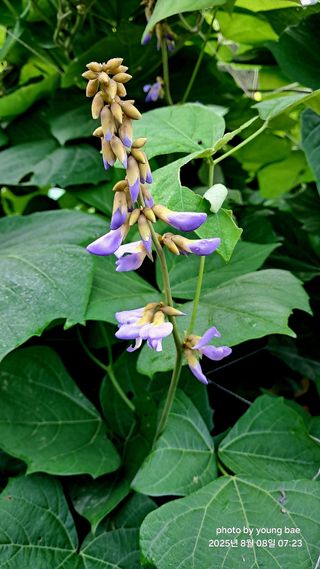 거제1955님의 농사, 무엇이든 물어보세요! · 참여글 작성글 사진