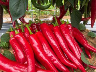 호동댁님의 자유주제 · 자유게시판 작성글 사진