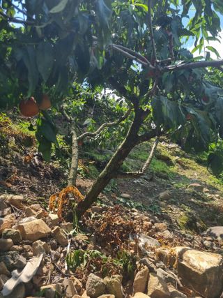 김용대님의 자유주제 · 자유게시판 작성글 사진