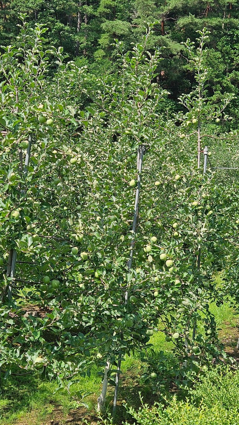 김둘점님의 장터 판매 상품 [미르퀸10L] 첨부 사진