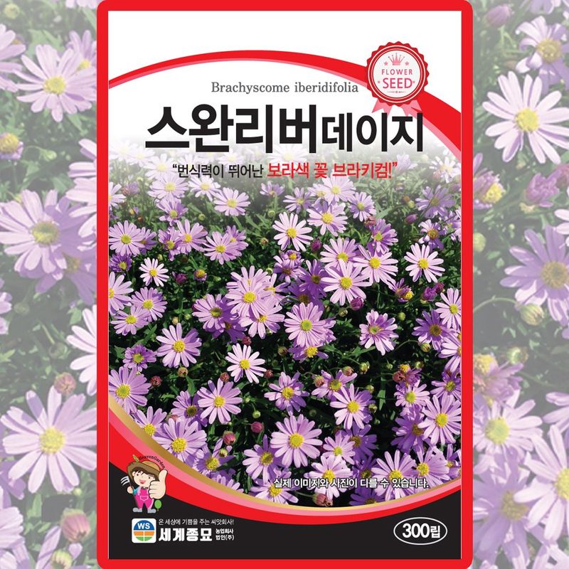 장터 상품 [스완리버 데이지 씨앗 300립 다년생 보라색꽃 브라키컴 꽃씨 종자 5봉 구매시+랜덤씨앗 1개 증정 ] 썸네일