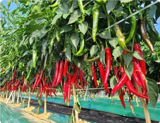 대산농사대장님의 고추 · 품종•종자 작성글 사진